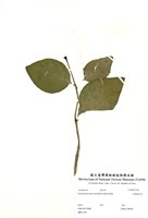 藏品(金葉擬美花)的圖片